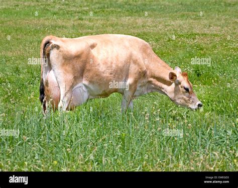 The JERSEY with massive breeding power: Cavalia Chanel!